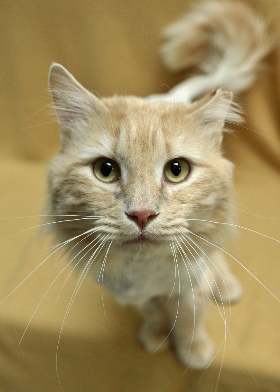 Oliver
